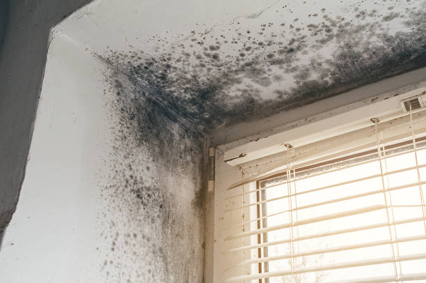 Affordable Black Mold Remediation solutions in Woodbury, TN
